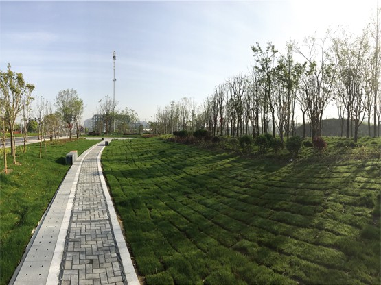 通揚路、泰鎮(zhèn)路園林綠化